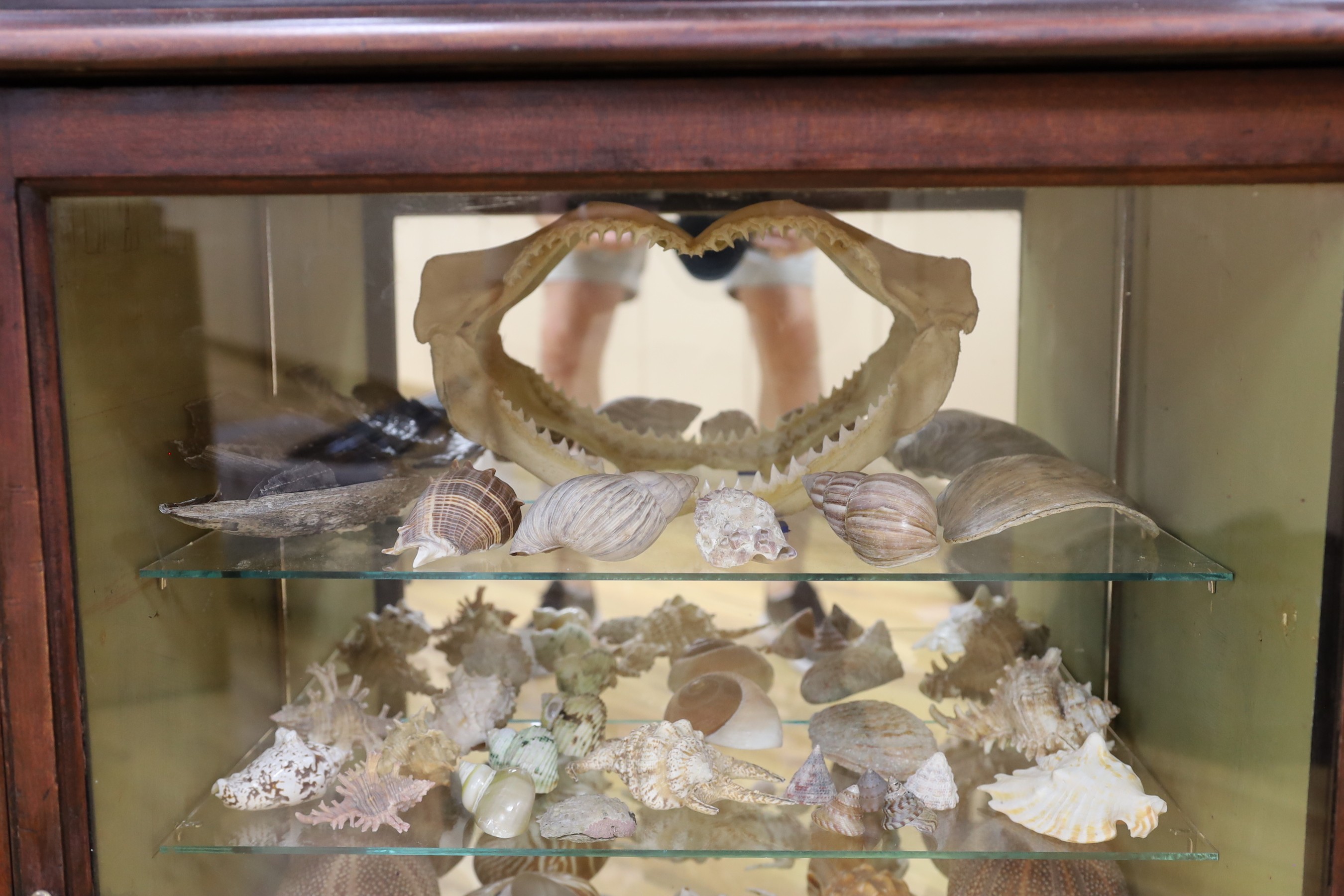 A collection of shells, corals, and other marine specimens in an early 20th century wood cabinet, 82 cm high, 185 cm wide, 38 cm deep